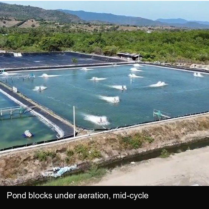 For Sale: Operating 11 Ha Shrimp Farm with c. 60 Ha Expansion Land, Sumbawa