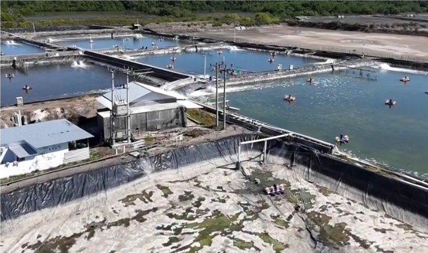 For Sale: Operating 11 Ha Shrimp Farm with c. 60 Ha Expansion Land, Sumbawa