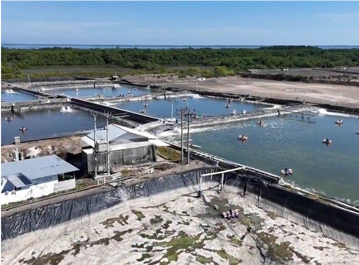 For Sale: Operating 11 Ha Shrimp Farm with c. 60 Ha Expansion Land, Sumbawa